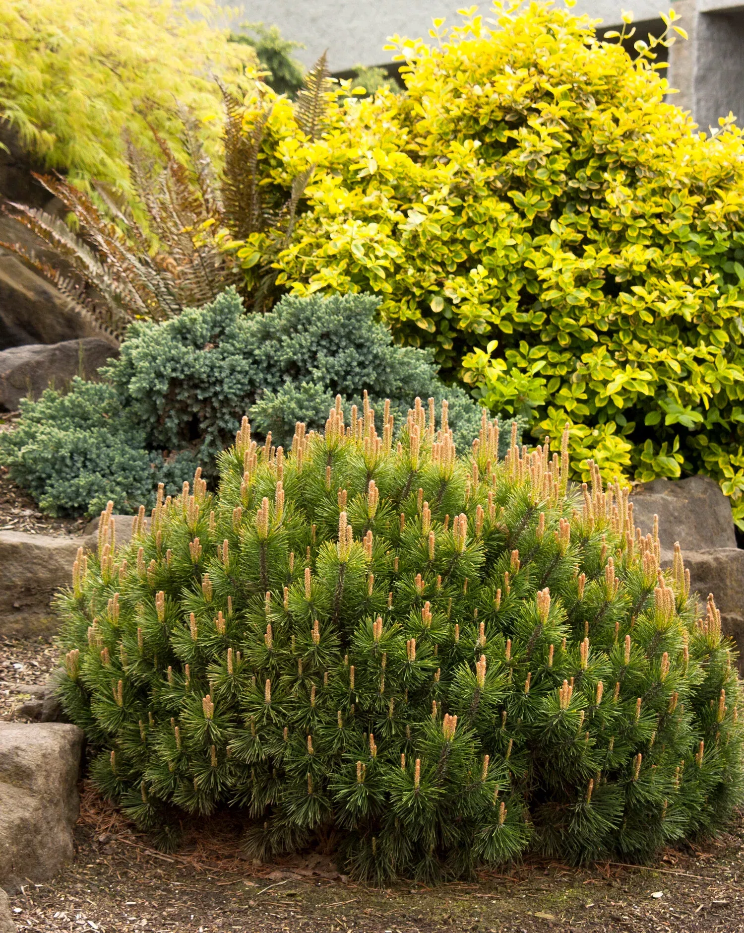 PUMILIO MUGHO PINE 5gal