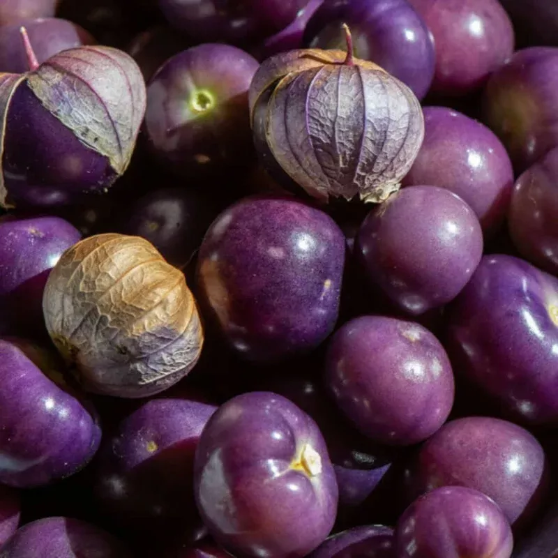 Purple Coban Tomatillo - Physalis ixocarpa