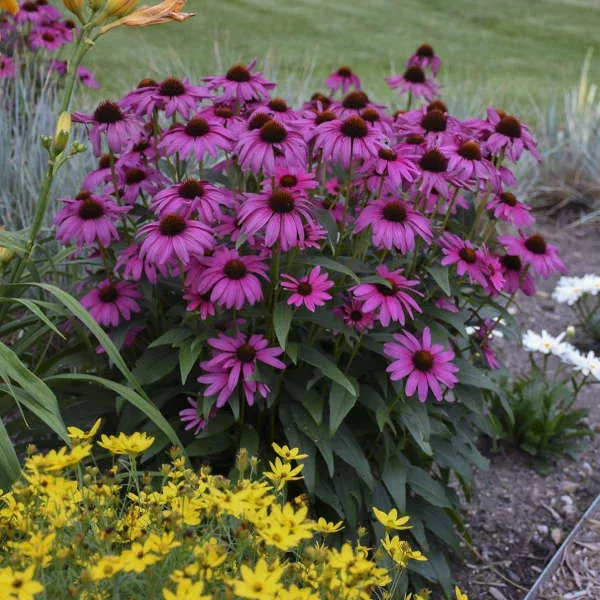 ‘Purple Emperor’ Coneflower