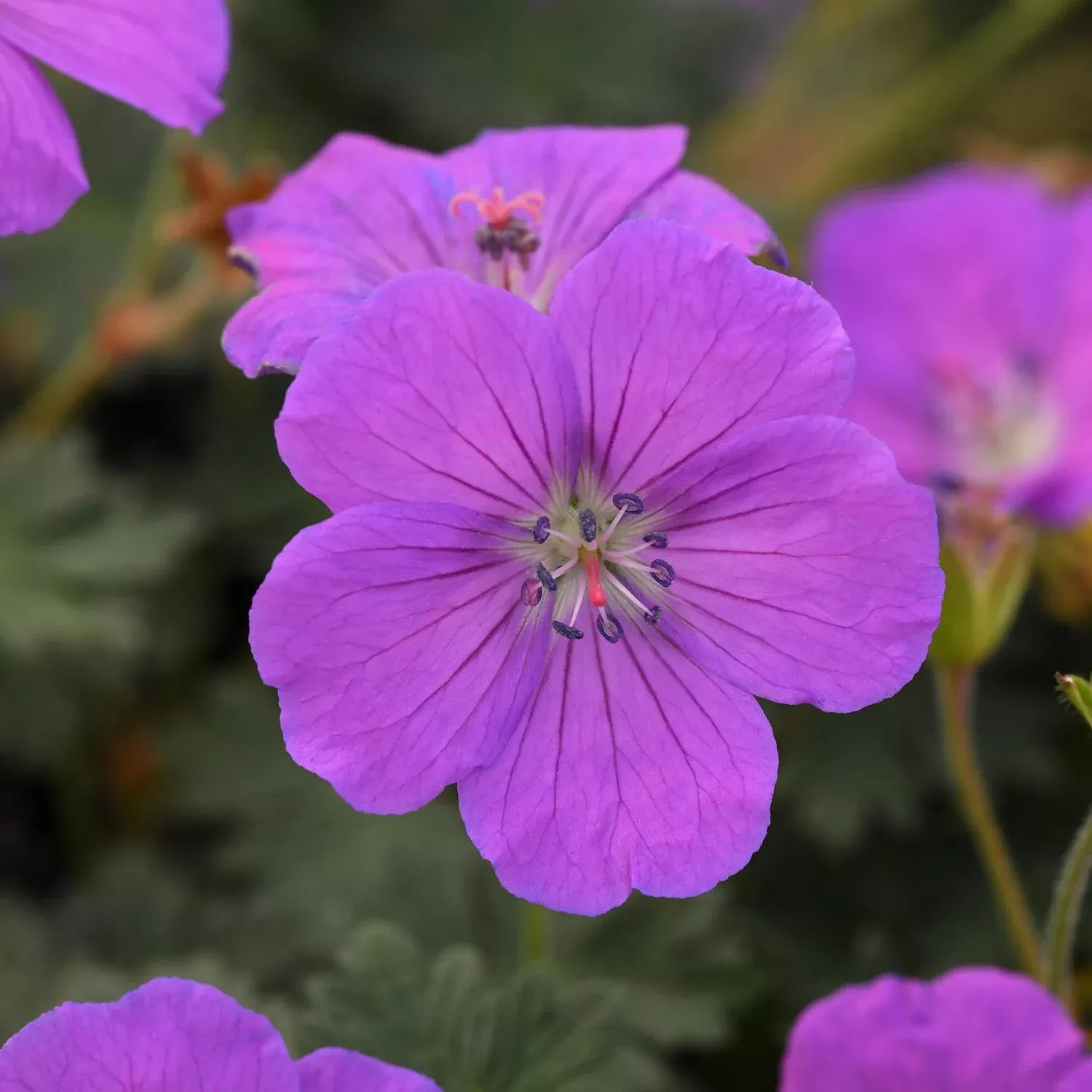 Purple Glow Cranesbill Geranium