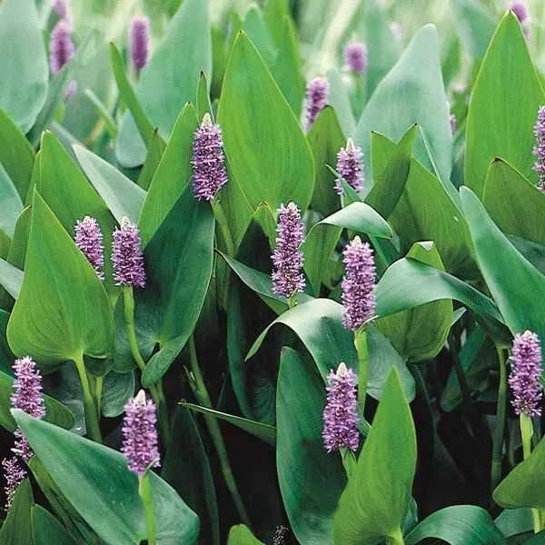 Purple Pickerel Rush Plants (2 Pack)
