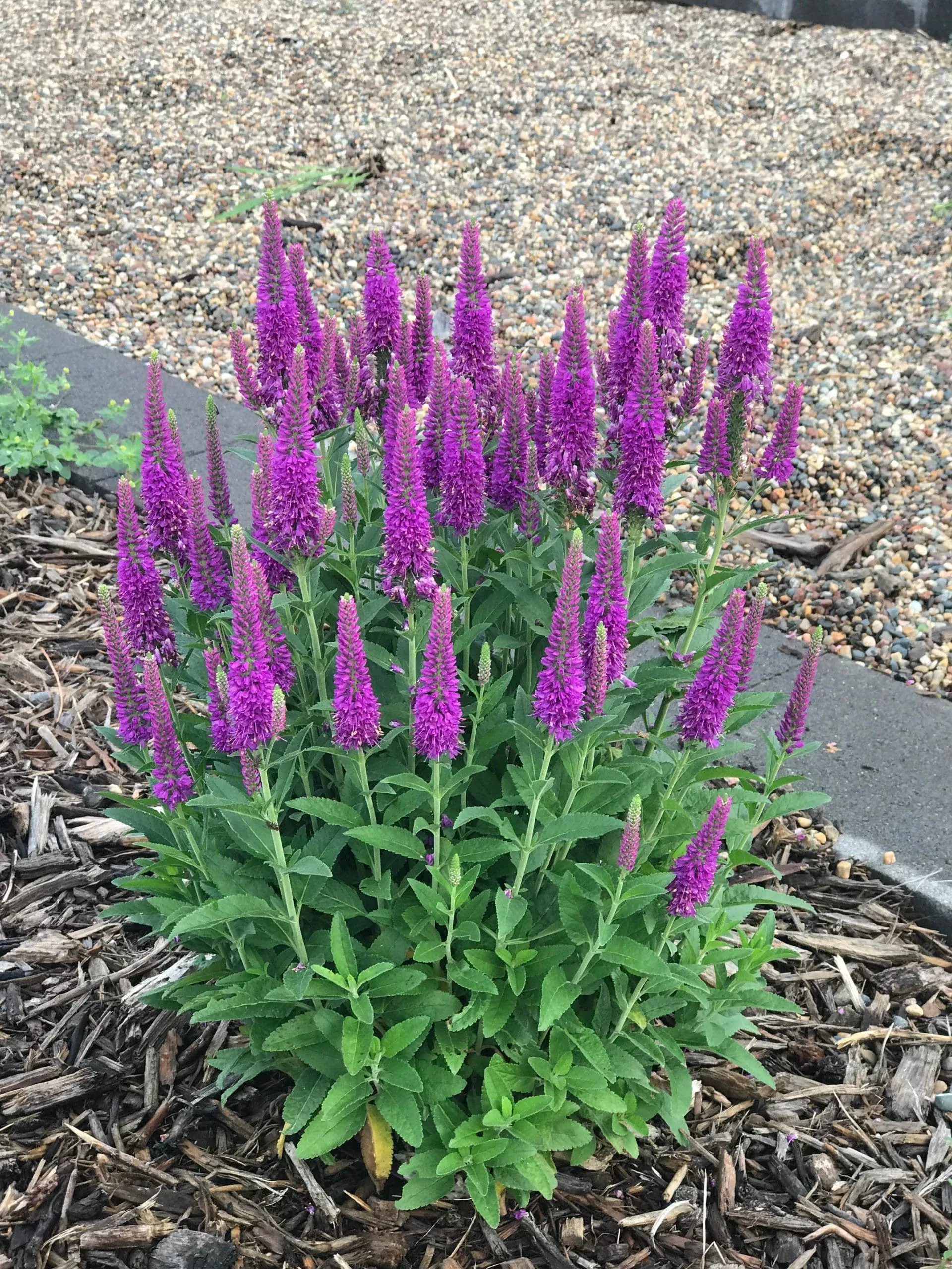 Purplegum Candles Speedwell