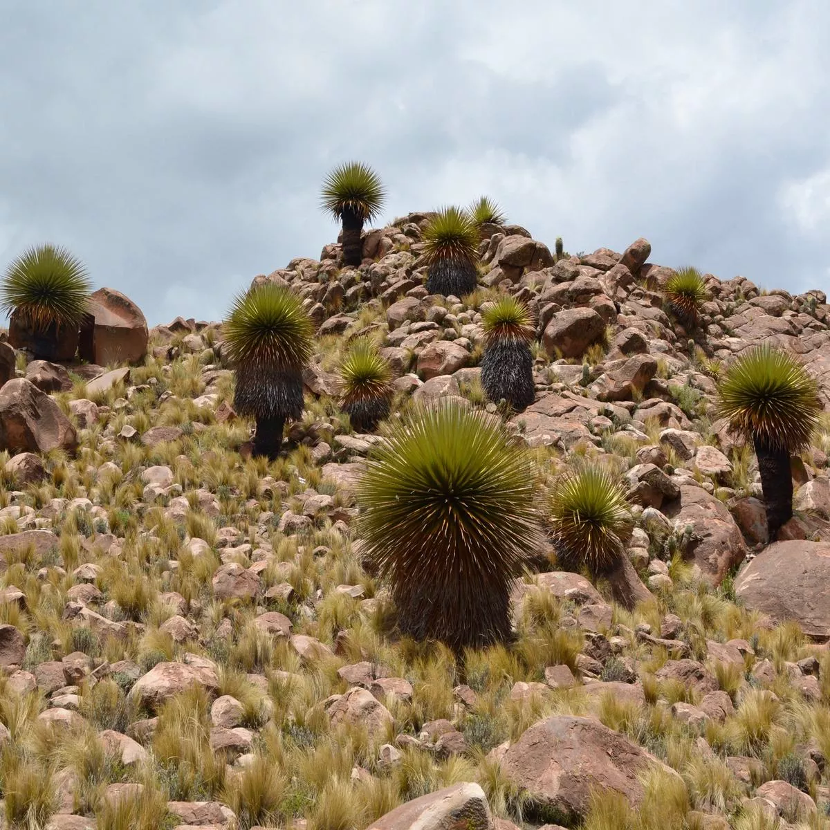 Puya raimondii LO91Y
