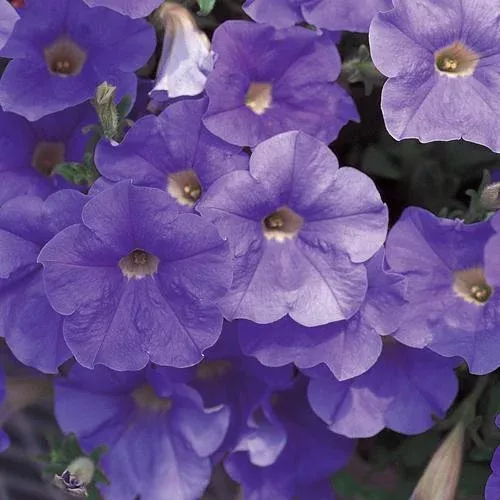 PW Surfinia Sky Blue Petunia