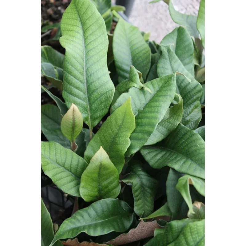 Pyrrosia lingua Cuspidata