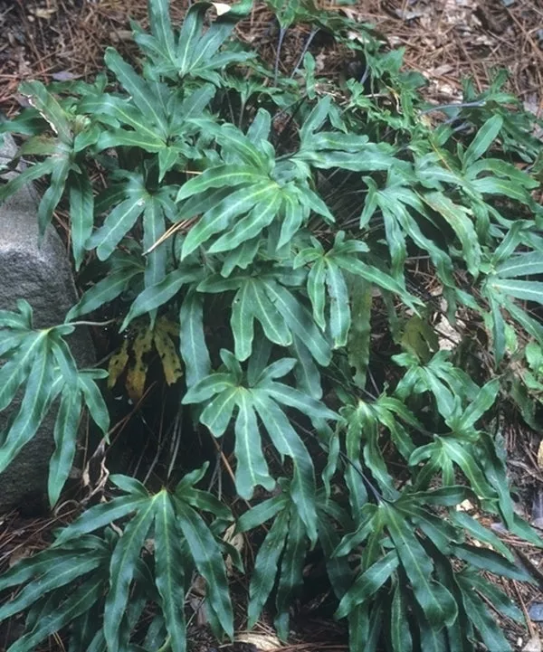 Pyrrosia polydactyla