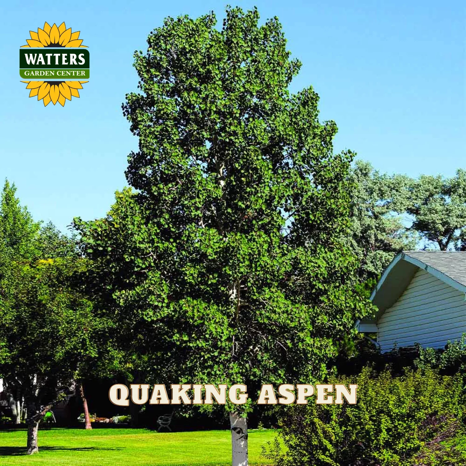 QUAKING ASPEN TREE SINGLE 10gal