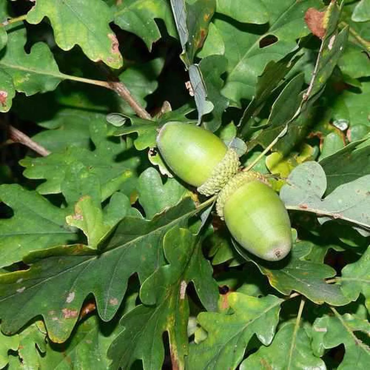 Quercus petraea – Sessile Oak 2-3ft Bareroot
