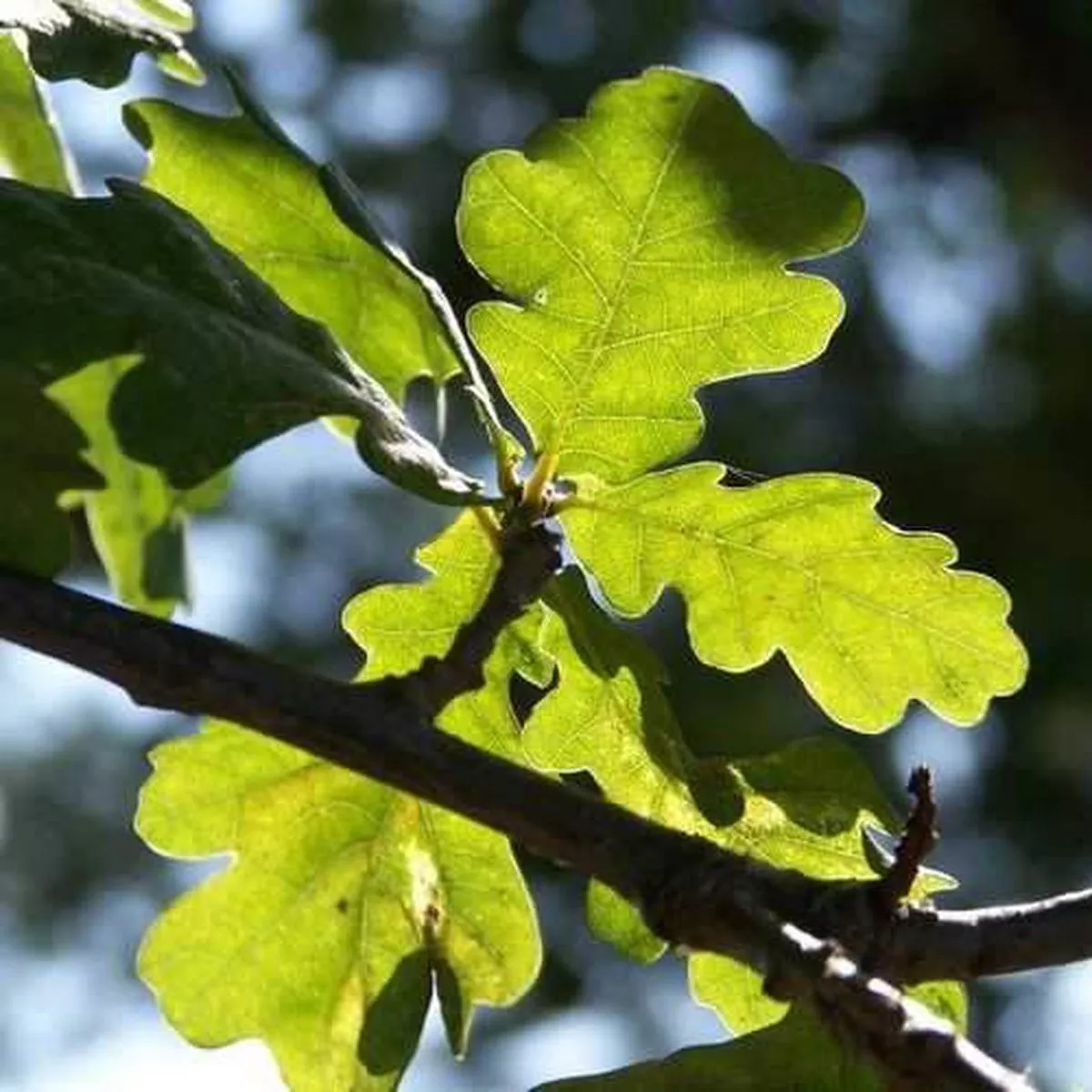 Quercus robur – Common Oak Bareroot | 1-2ft / Certified Irish seed