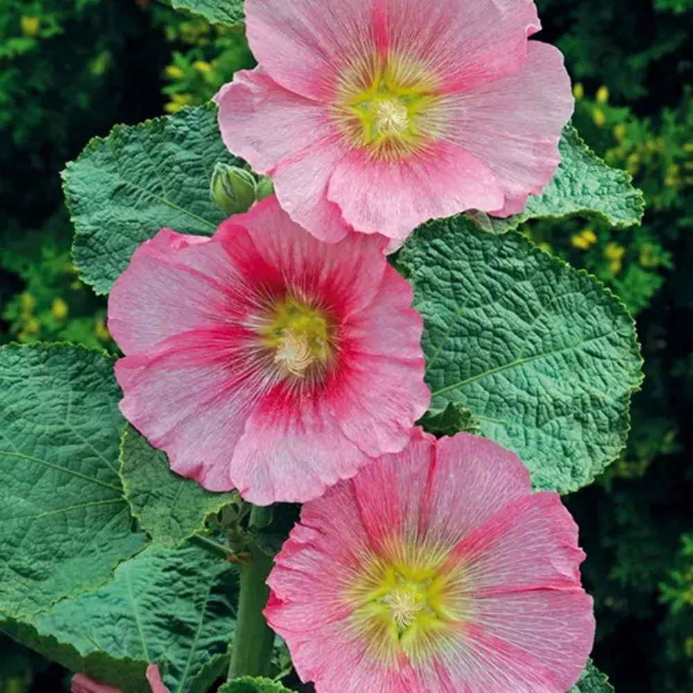 ‘Radiant Rose’ Hollyhock (Alcea)