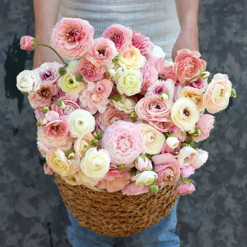 Ranunculus Bulbs - Porcelaine