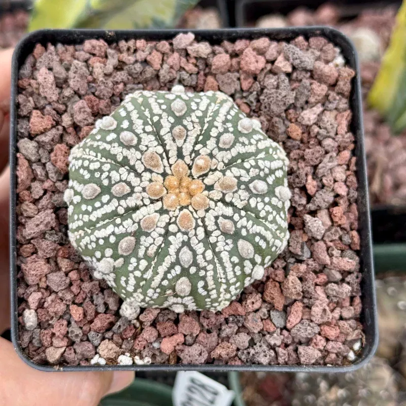 Rare Cactus, Astrophytum Asterias Super Kabuto