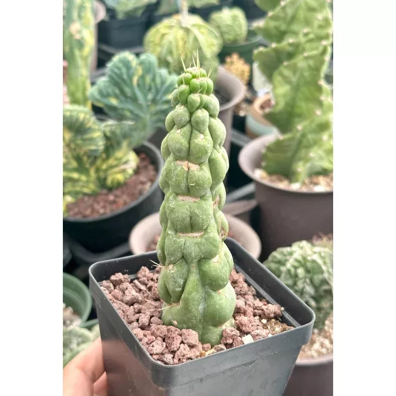 Rare Cactus - Eulychnia Castanea cv. varispiralis