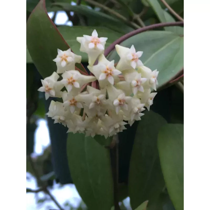 Rare Hoya sp. Laos Rooted Plant 2.5" Pot