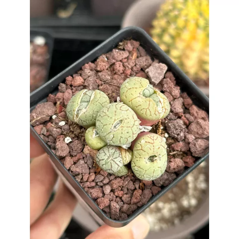 Rare Succulents - Conophytum Ficiforme Small Cluster (2.5 pot)