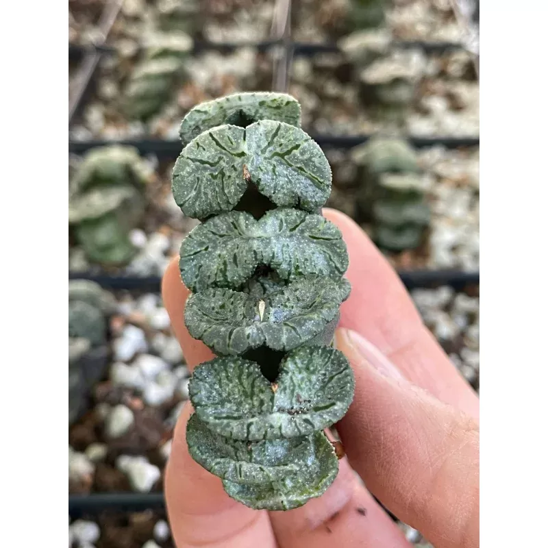 Rare Succulents - Haworthia Black Woutera