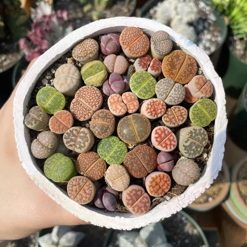 Rare Succulents - Lithops spp. (0.5")