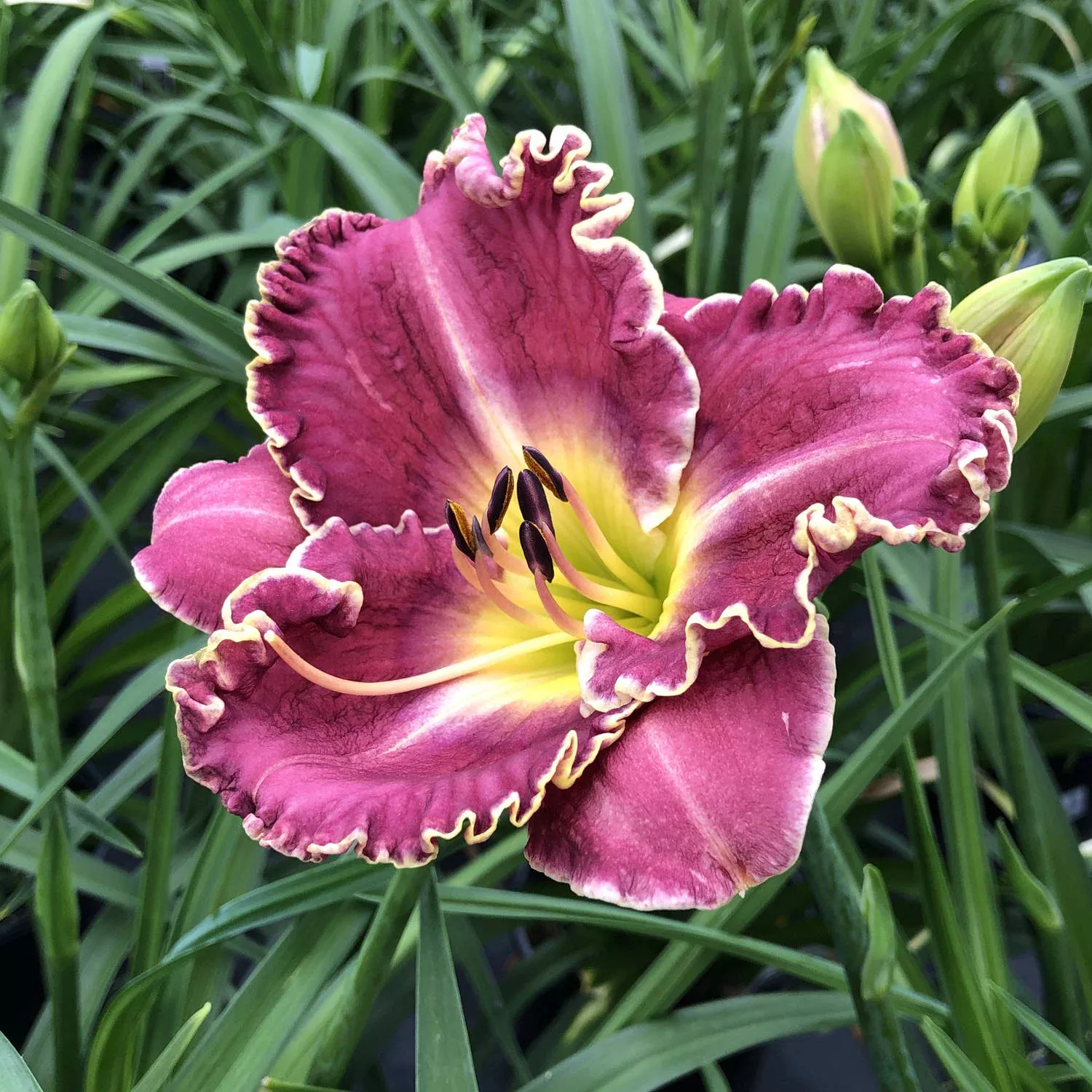 ‘Raspberry Eclipse’ Daylily (Hemerocallis)