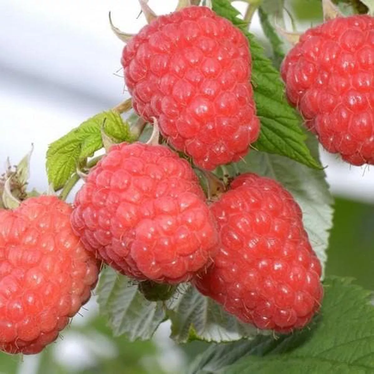Raspberry Glen Ample – Summer Fruiting