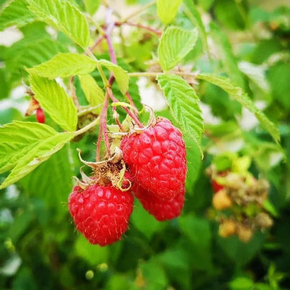Raspberry Octavia – Summer Fruiting