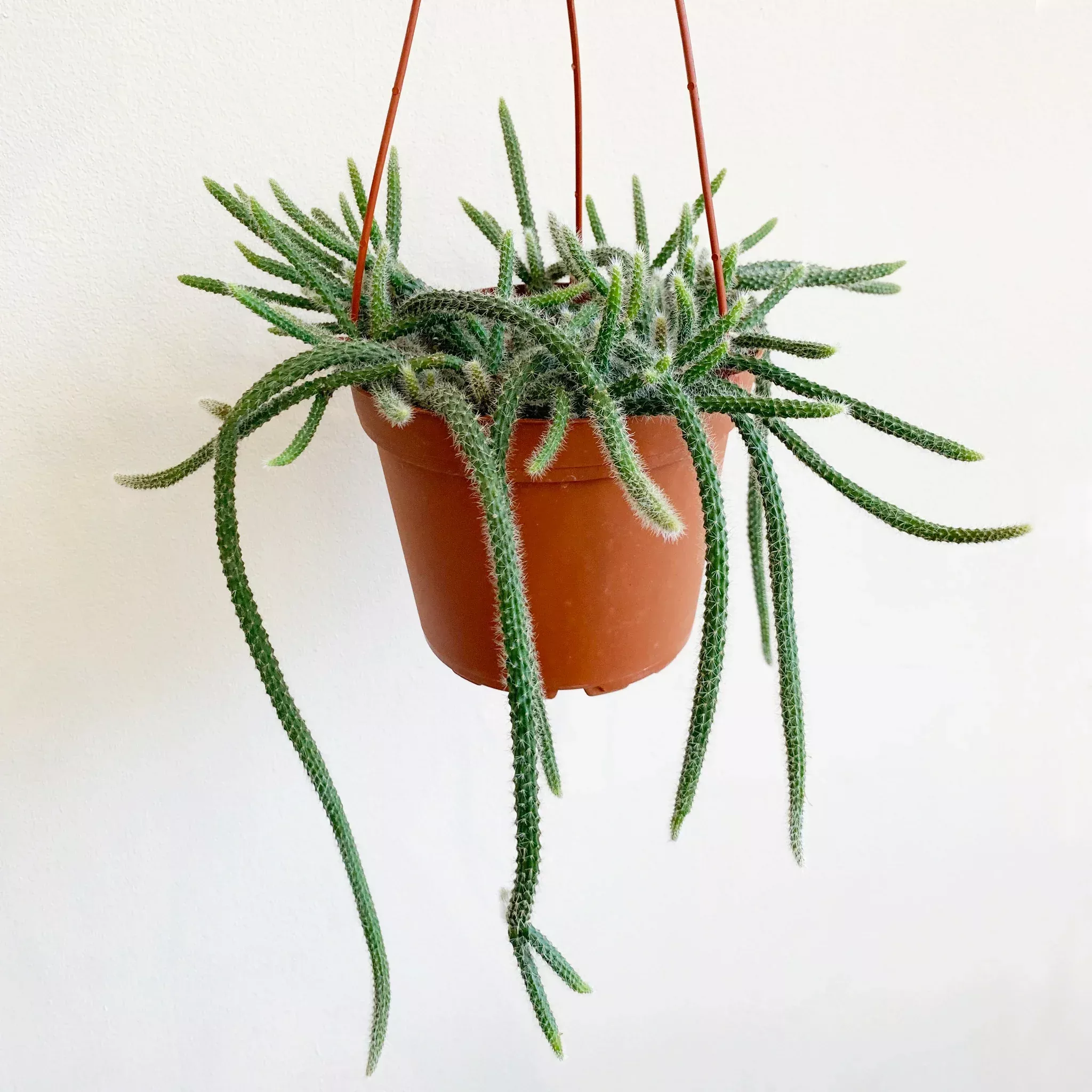 RAT TAIL CACTUS 6in
