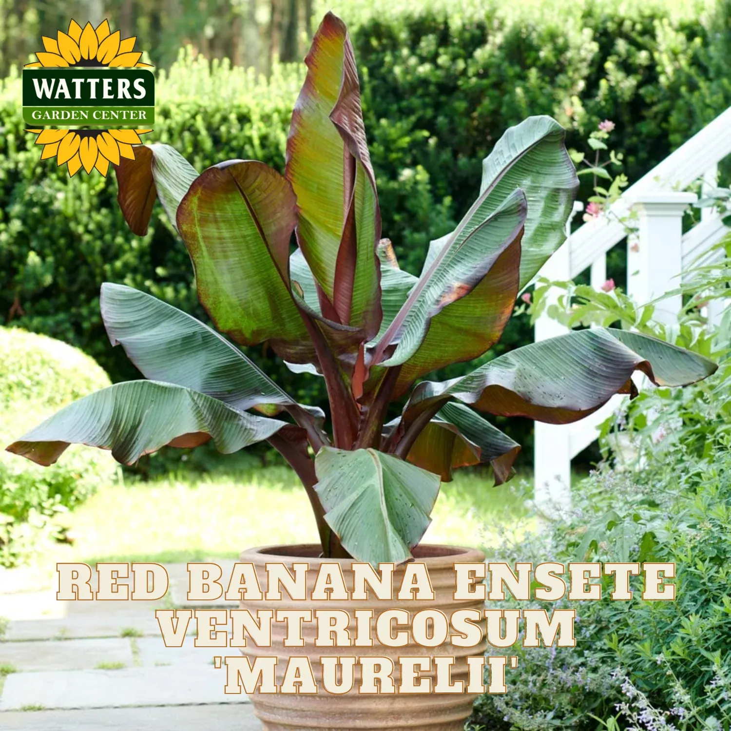 RED BANANA 10in ENSETE VENTRICOSUM ‘MAURELII’