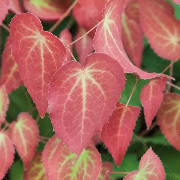 Red Barrenwort