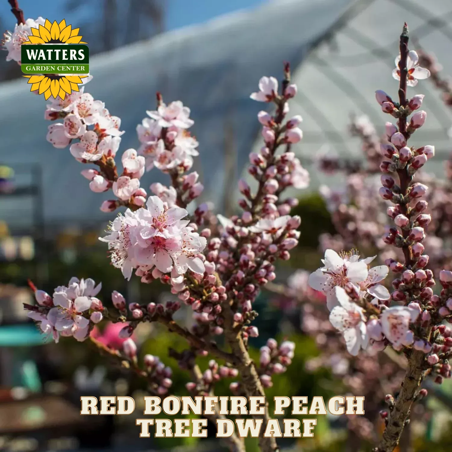 RED BONFIRE PEACH TREE DWARF 10gal