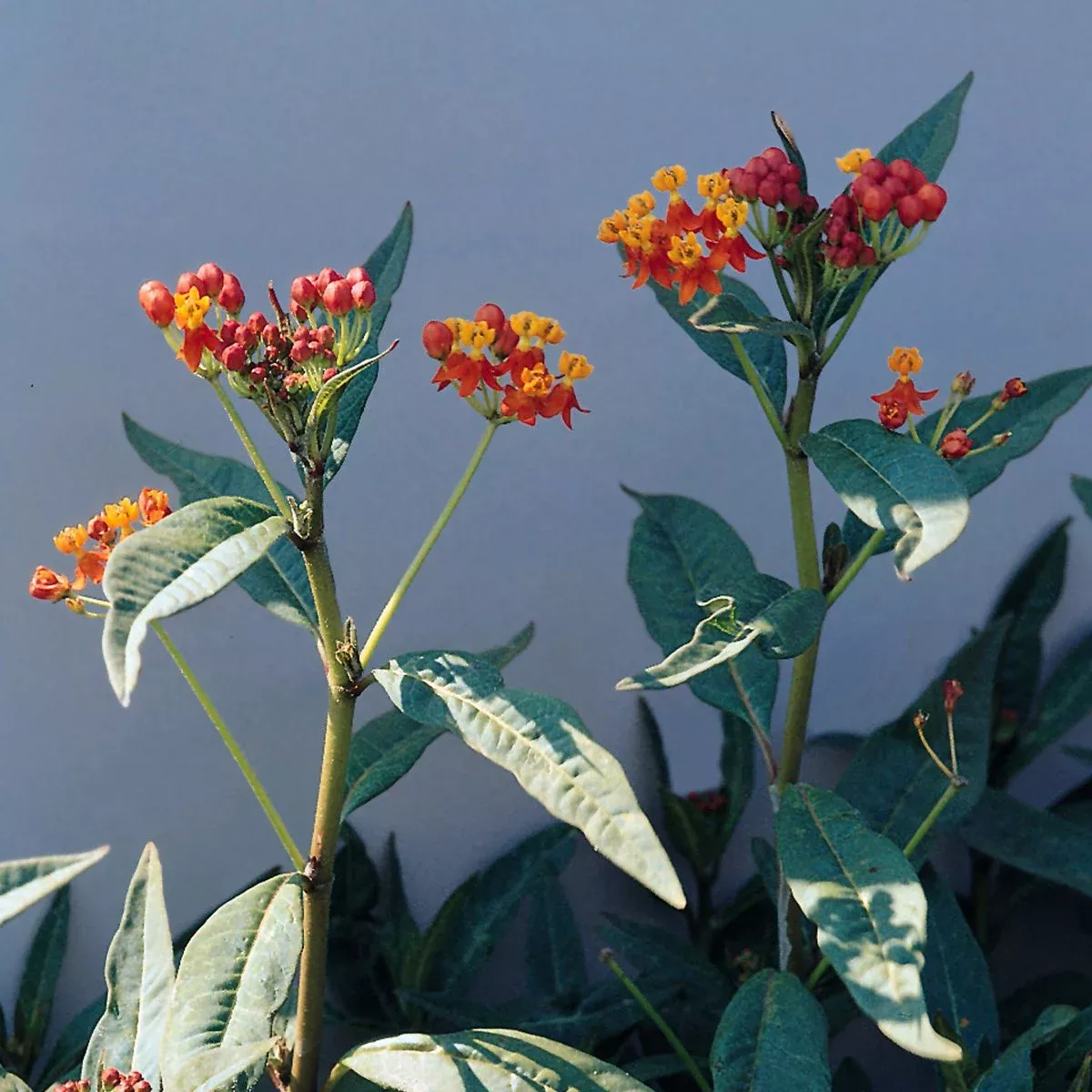 ‘Red Butterfly’ Milkweed (Asclepias)