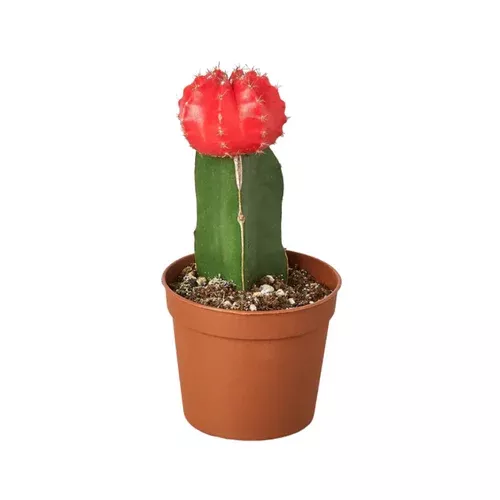 Red Cap Cactus