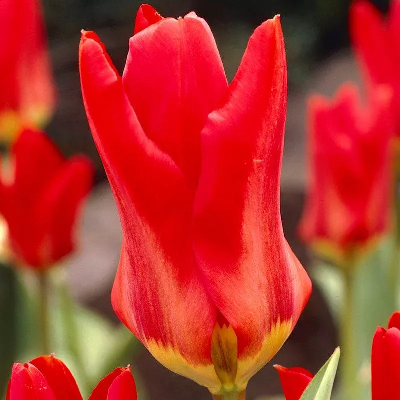 Red Emperor Tulip