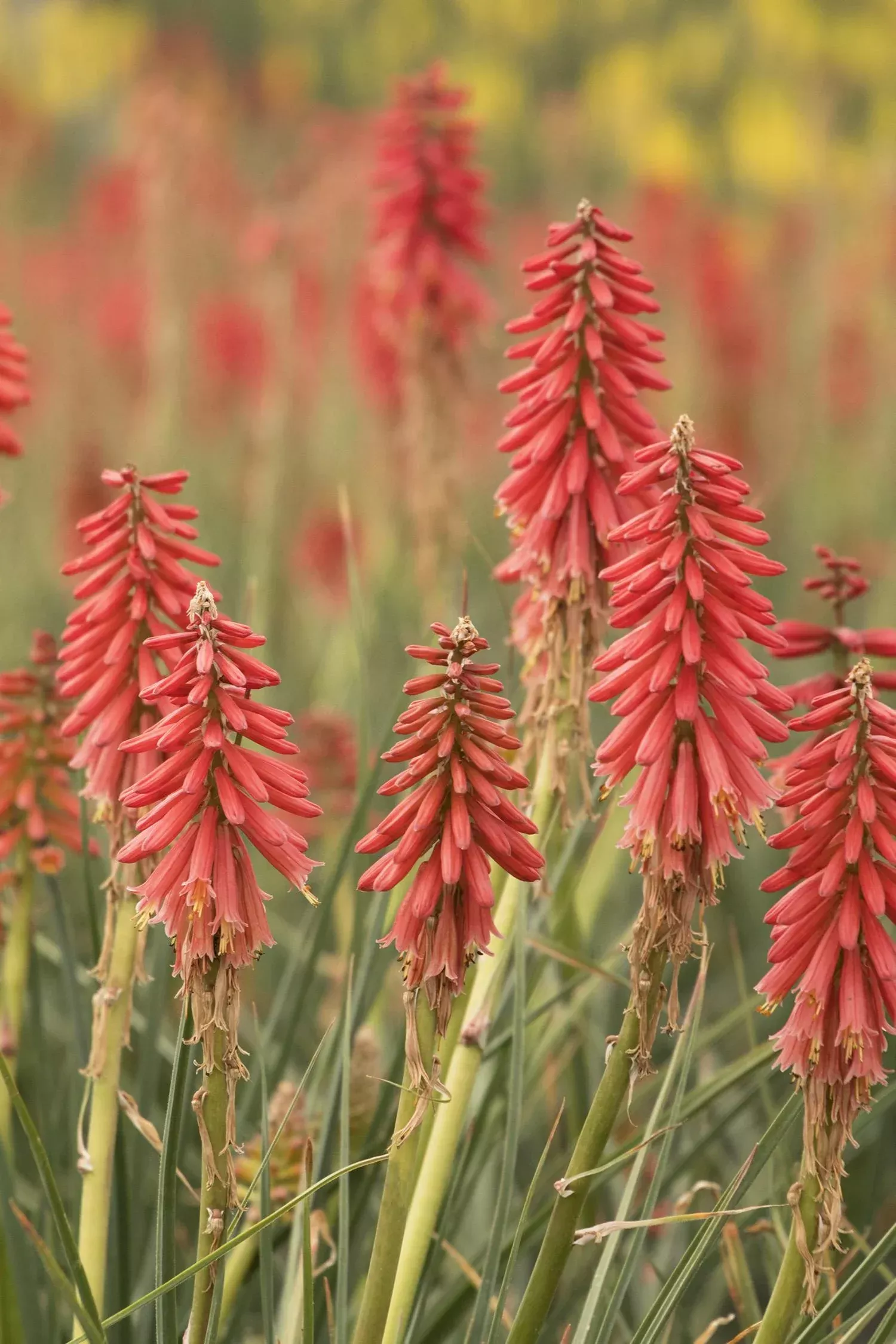 RED HOT POPSICLE KNIPHOFIA 1gal