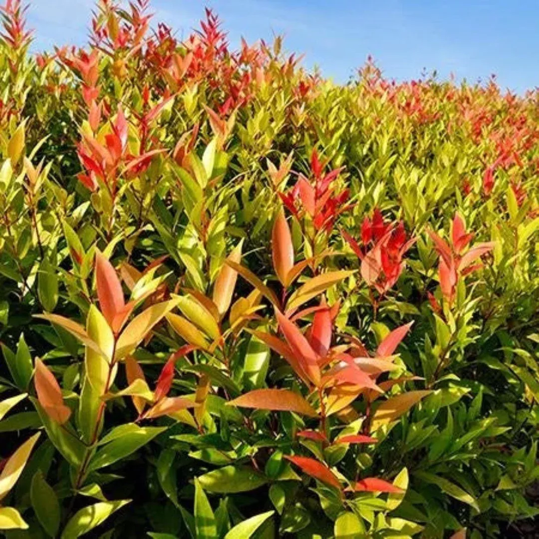 Red Leaf Tea Plant / Shrub
