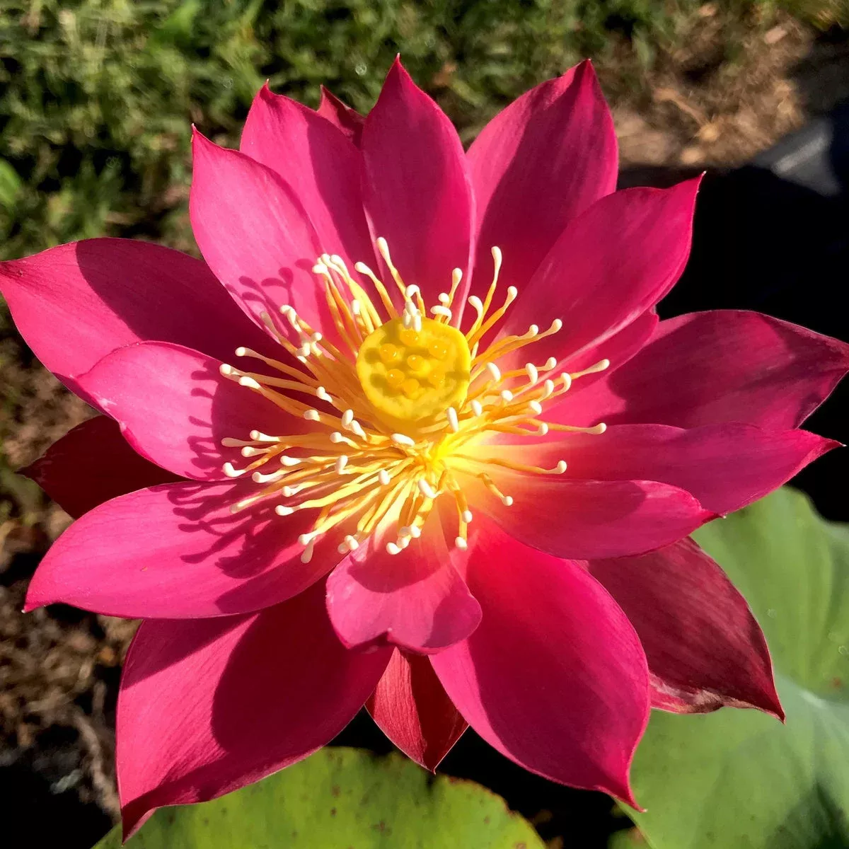 Red Light 15 – Bold, Bright Red!