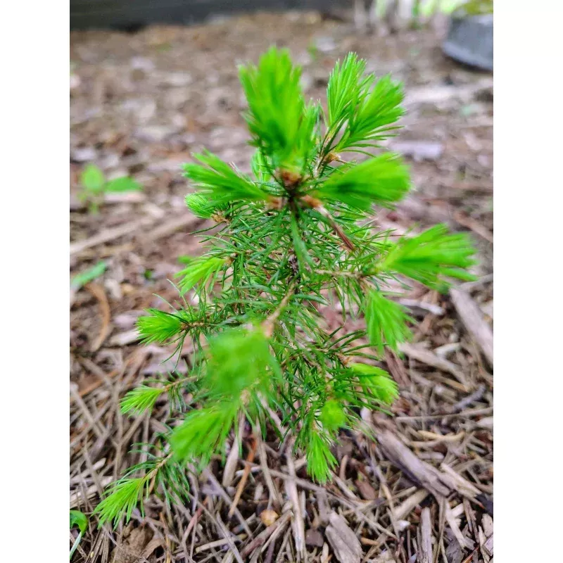 Red Pine Sapling Evergreen Christmas Tree Transplants