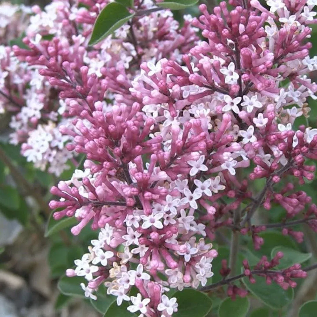 Red Pixie Lilac – Compact Deep Red-Purple Fragrant Spring Shrub (Syringa ‘Red Pixie’)