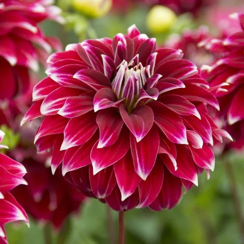 ‘Red Rock’ Dahlia Bulb