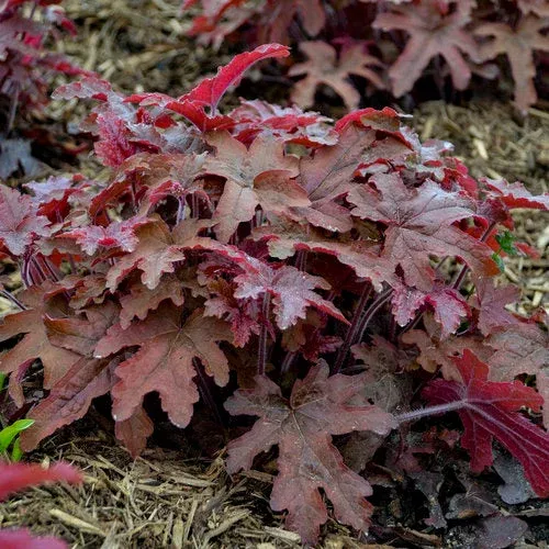 Red Rover Coral Bell