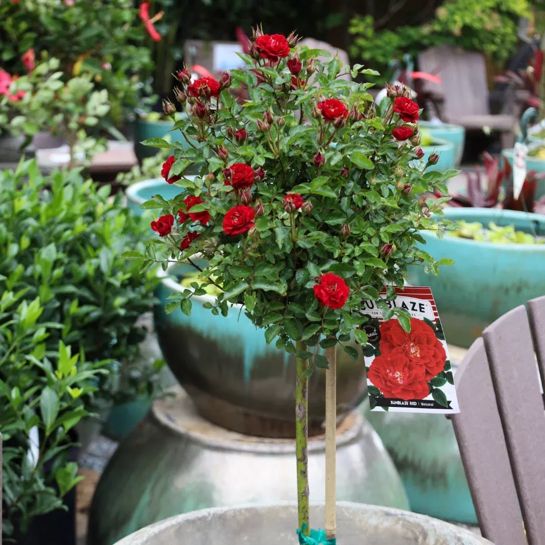 Red Sunblaze Miniature Rose – Tree Form