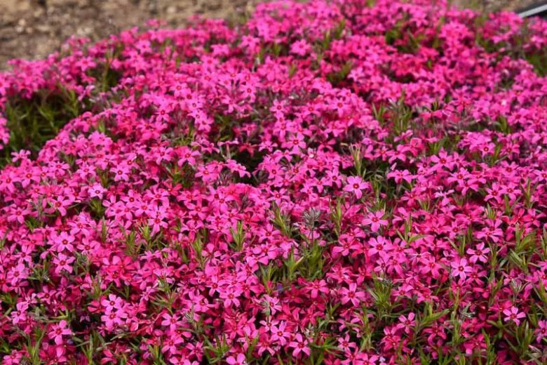 RED WINGS CREEPING PHLOX 1gal