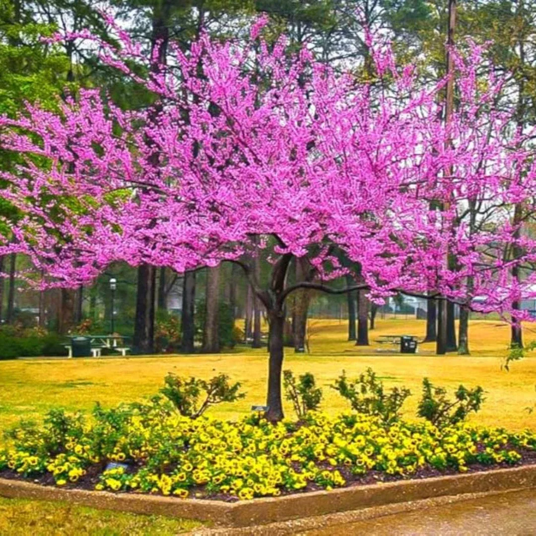 Redbud Tree | Pixies Gardens