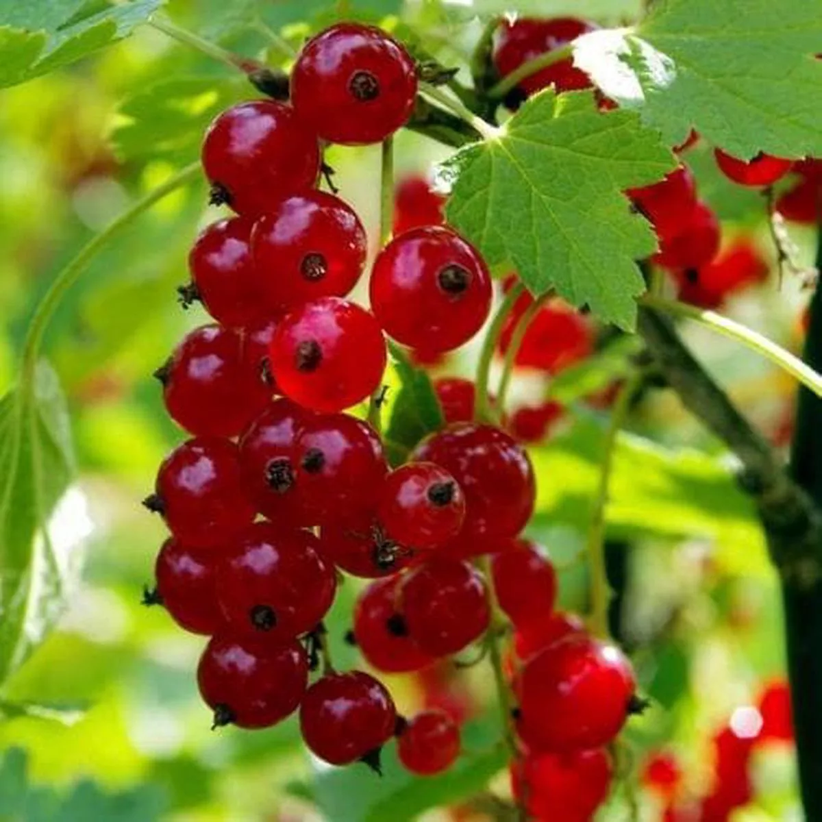 Redcurrant Red Lake