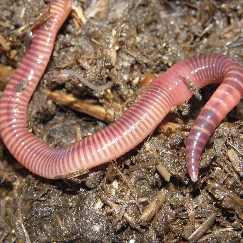 Redworms – Eisenia Foetida (1/2 lb)