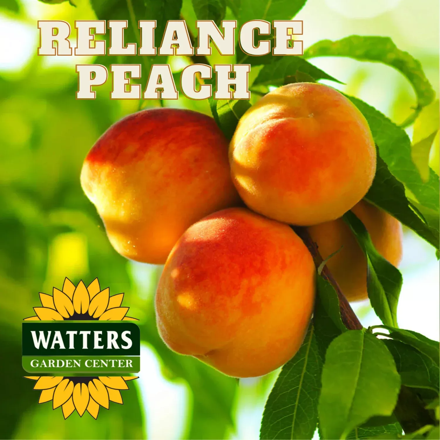 RELIANCE PEACH TREE 7gal