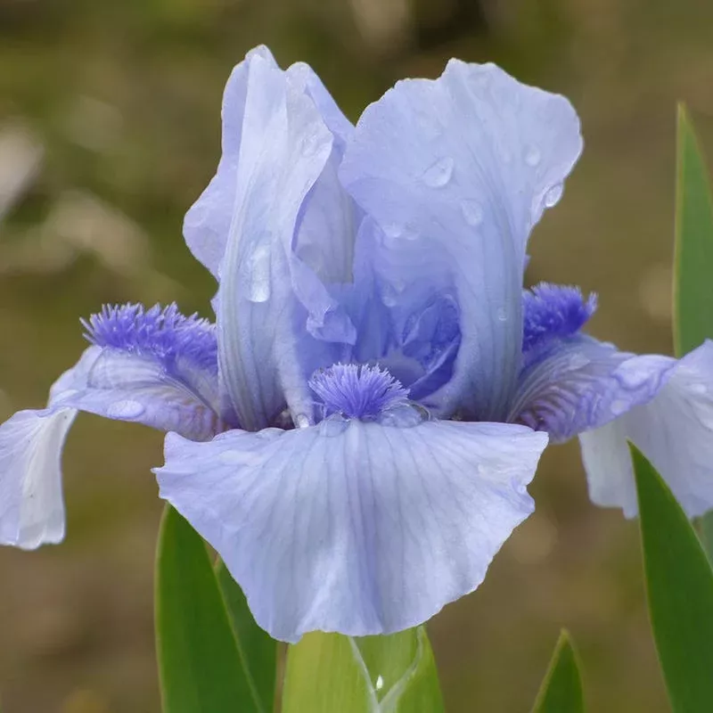 Repeat the Blues Reblooming Dwarf Bearded Iris