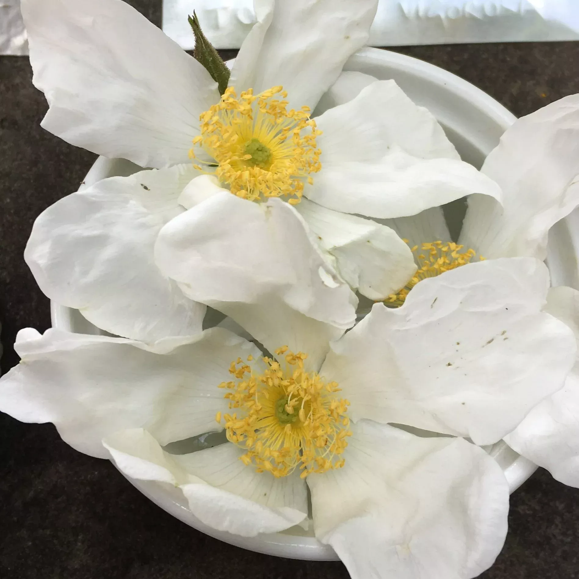 Repens alba (Rosa paulii) Rose
