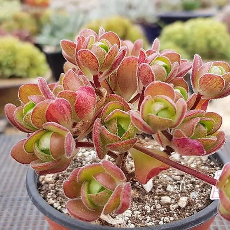 (RESERVED) Aeonium Saundersii, (Adodes)