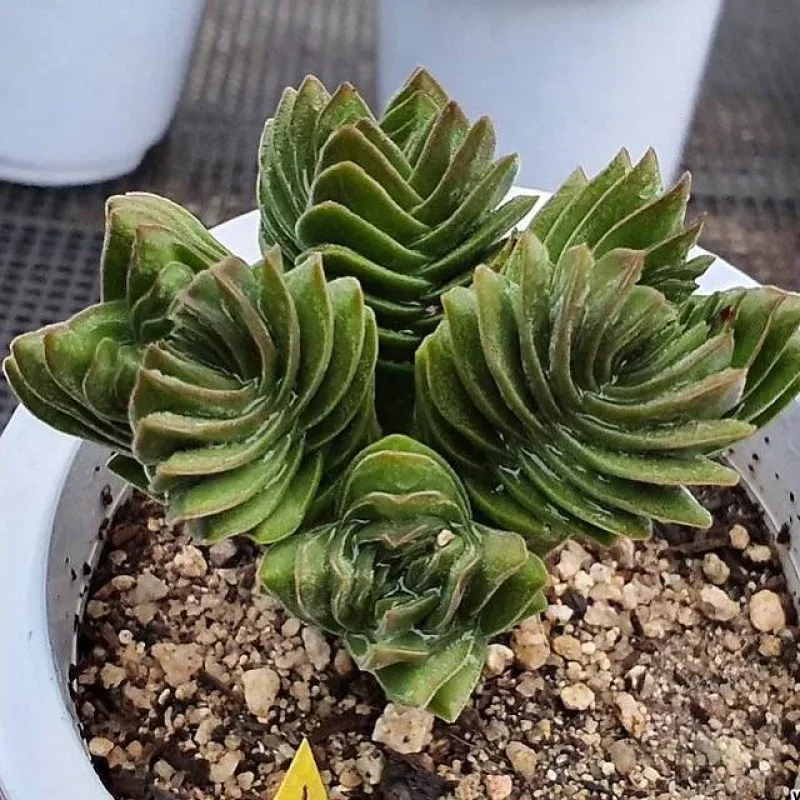 (RESERVED) Crassula Buddha’s Temple, (Cluster)
