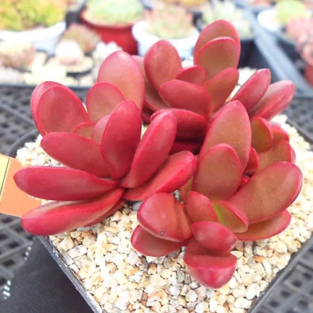 (RESERVED) Crassula Clavata (Option 1)