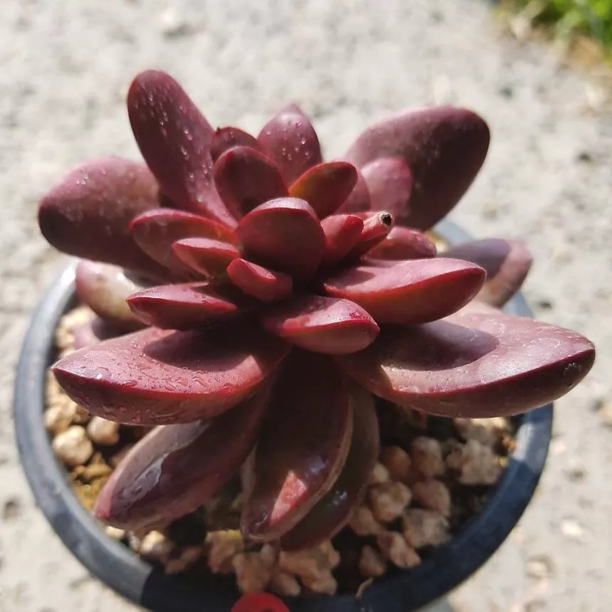 (RESERVED) Crassula Clavata (Option 2)